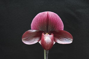 Paphiopedilum Worthy Fred Chapman Woods AM/AOS 81 pts.
